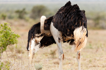 Ostrich hiding his head
