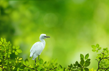 beautiful egret sitting on a top of a tree