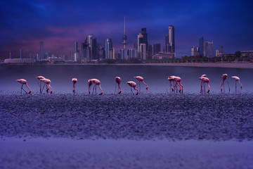 flamingo birds in front of kuwait cityscape in blue hour time - 136155213