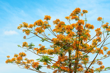 Royal Poinciana,