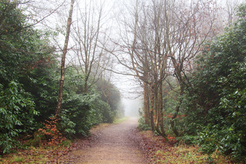 English woodland on a foggy misty morning