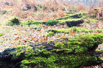 Moss covered logs in woodland on misty morning