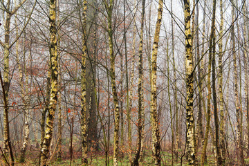 Fototapeta premium English woodland on a foggy misty morning