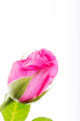 Fototapeta premium Delicate rose on a plain white background