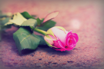 Delicate rose on a rustic metal background
