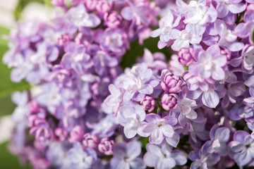 beautiful lilac in bloom close up