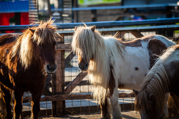 Color picture of Shetland ponnies on a farm - 136156660