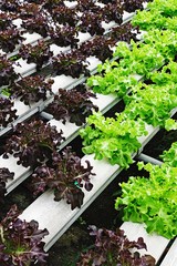 Hydroponic vegetables growing in greenhouse, vegetables non toxic green food organic