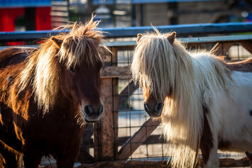 Color picture of Shetland ponnies on a farm - 136156679