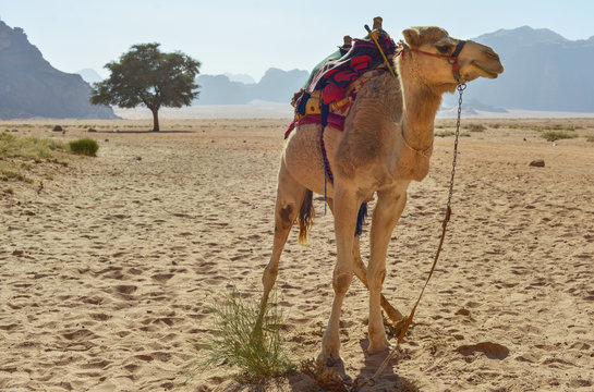 Dromedarios en el desierto de Wadi Rum, Jordania
