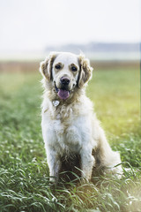 Golden retriever in the field