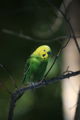 Colorful parrot sitting on tree branch, close-up