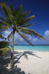 Naklejka na ściany i meble Landscape of tropical paradise on Maldives seashore