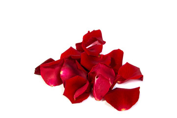 Red rose flower head  . Petals Borderisolated on white background cutout