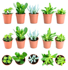 Set of pot plant Echeveria and other succulents in different typ