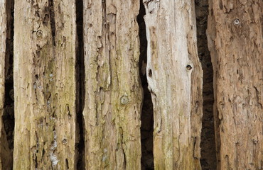 Wooden texture