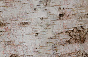 Tree bark background