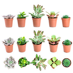 Set of pot plant Echeveria and other succulents in different typ
