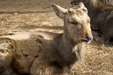 Sika Deer Lying in a Field