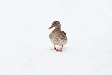 Wildlife. Duck on the snow in winter day in the Europe.