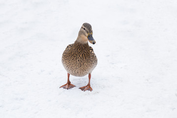 Wildlife. Duck on the snow in winter day in the Europe.