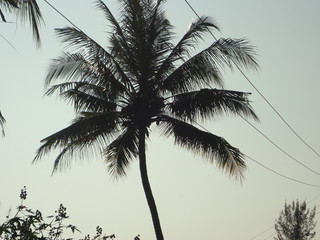 Fototapeta na wymiar cocount tree in village