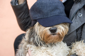 perro con gorra