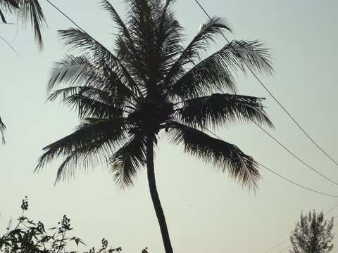 cocount tree in village