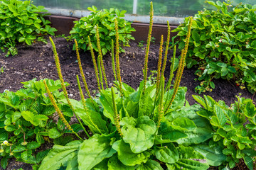 Closeup of a blossoming green plantain plantago summer
