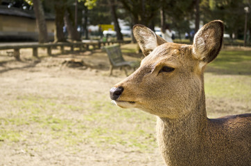 Sika Deer in Nara, Japan