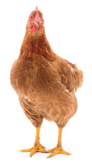 Brown hen isolated.