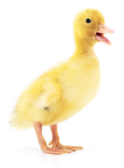 Two yellow ducklings.