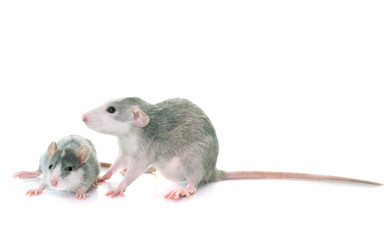 young rats bicolor
