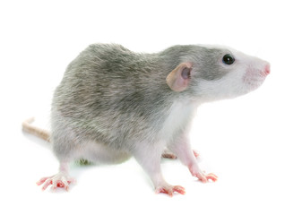 young rat bicolor