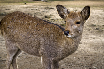 Close up of Sika Deer