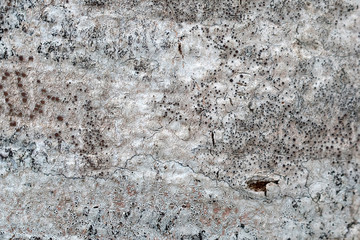 Old bark macro