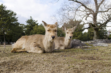 Pair of Sika Deer Lying Down