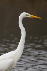 Portrait great white egret (egretta alba)