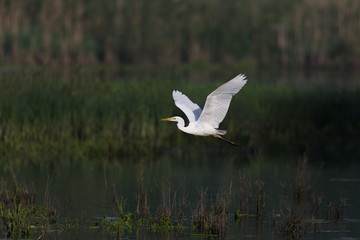 great white egret (egretta alba) in flight