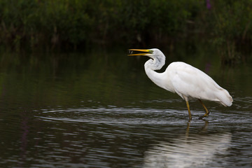great white egret (egretta alba) with tiny fish in beak
