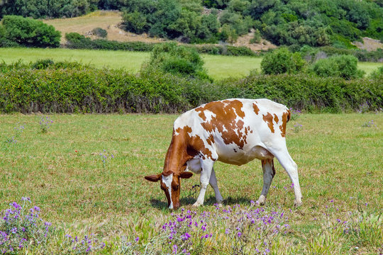 White and brown cow grazing on the field.