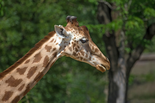 Kordofan giraffe or camelopardalis antiquorum