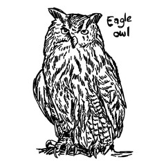 vector illustration sketch hand drawn with black lines of eagle