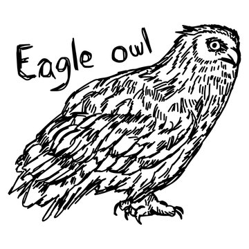 vector illustration sketch hand drawn with black lines of eagle