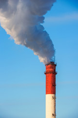 Close-up view of the smoking pipe plant.