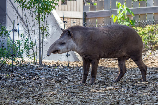 South American tapir or Tapirus terrestris