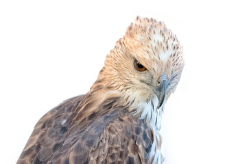 Changeable Hawk Eagle (Nisaetus limnaeetus)