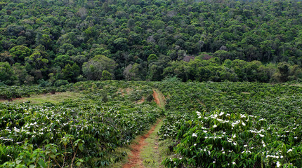 deforest for agricultural development, coffee plantation