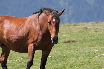 Fototapeta premium Cheval dans les Pyrénées