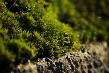 moss on the road